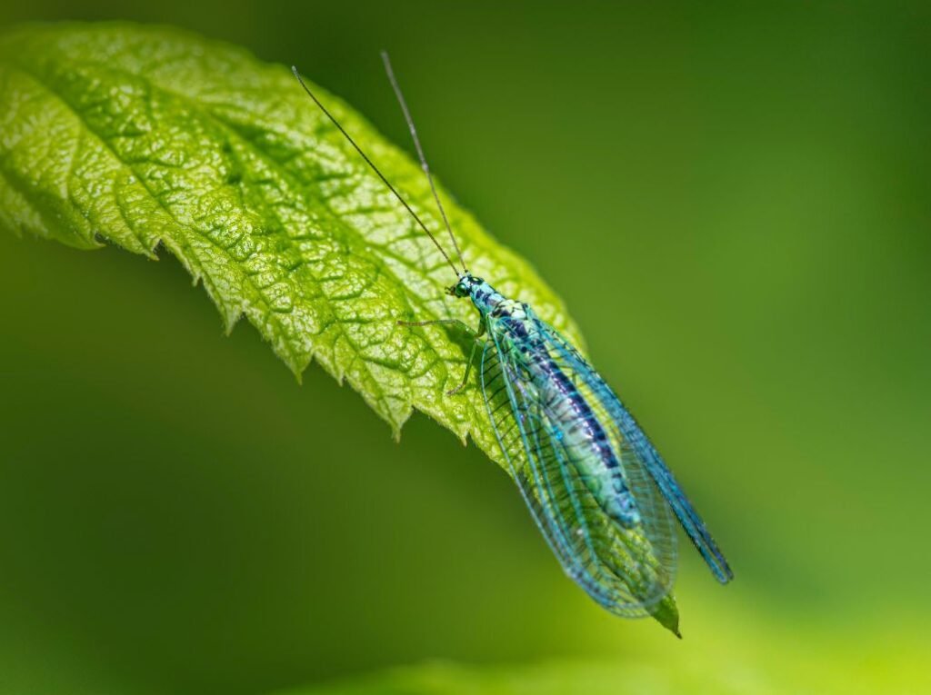 Good Morning Spiritual Blessings Quotes