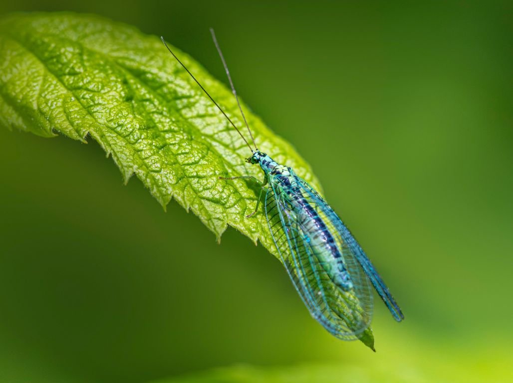 Good Morning Spiritual Blessings Quotes